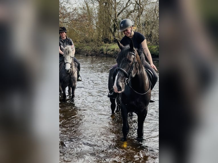 Draft Horse Gelding 5 years 16 hh Black in Sligo