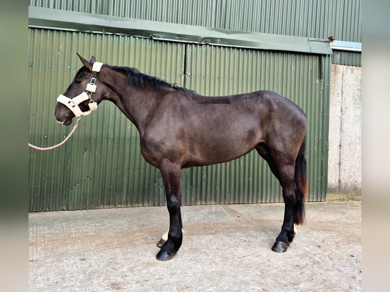 Draft Horse Gelding 5 years 16 hh Black in Sligo