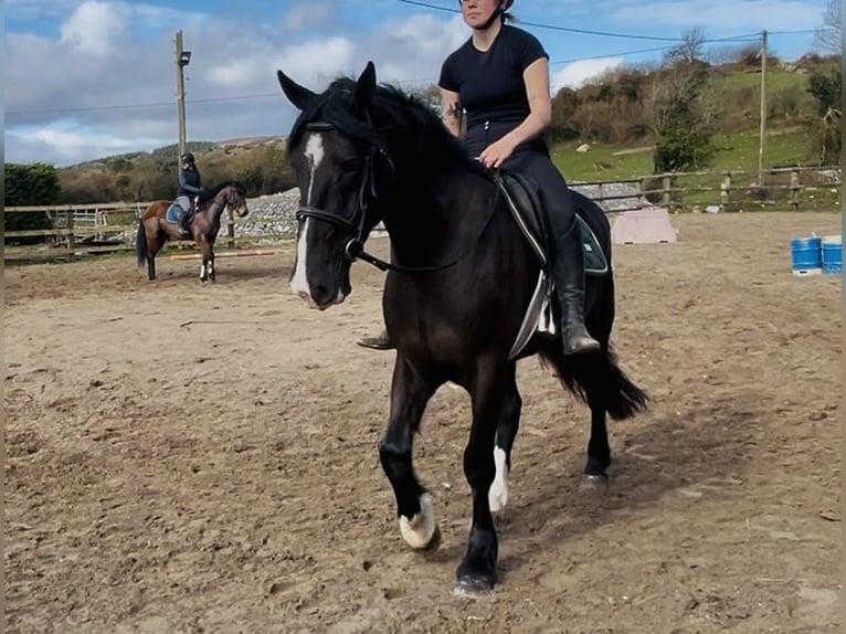 Draft Horse Gelding 5 years 16 hh Black in Sligo