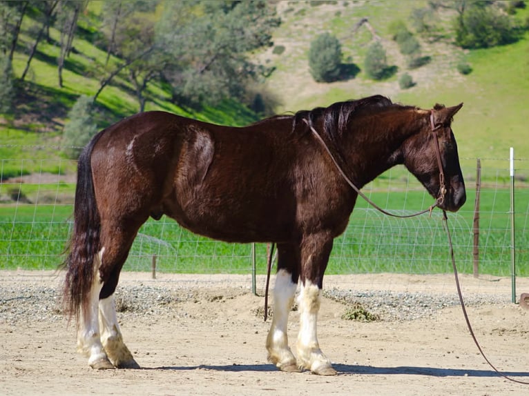 Draft Horse Gelding 5 years 16 hh Black in Tres Pinos