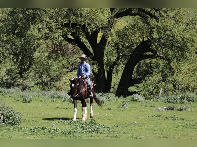 Draft Horse Gelding 5 years 16 hh Black in Tres Pinos