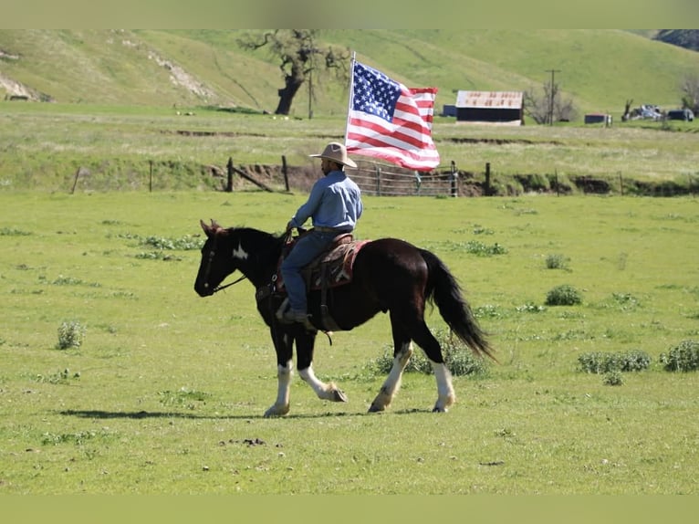 Draft Horse Gelding 5 years 16 hh Black in Tres Pinos