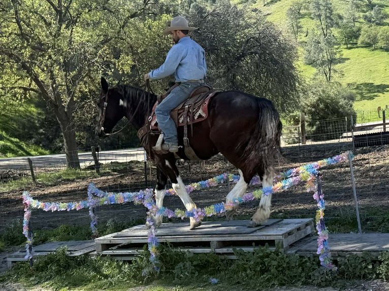 Draft Horse Gelding 5 years 16 hh Black in Tres Pinos