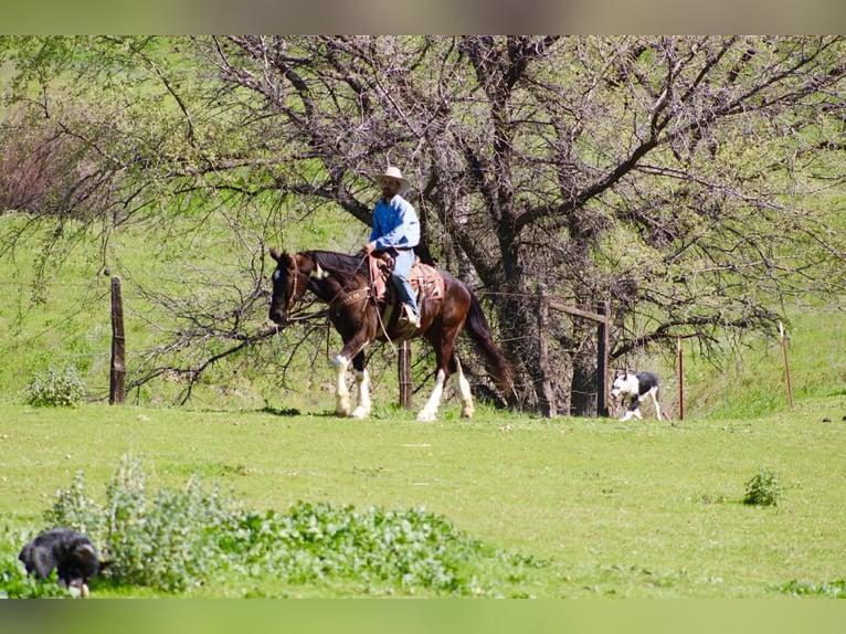 Draft Horse Gelding 5 years 16 hh Black in Tres Pinos