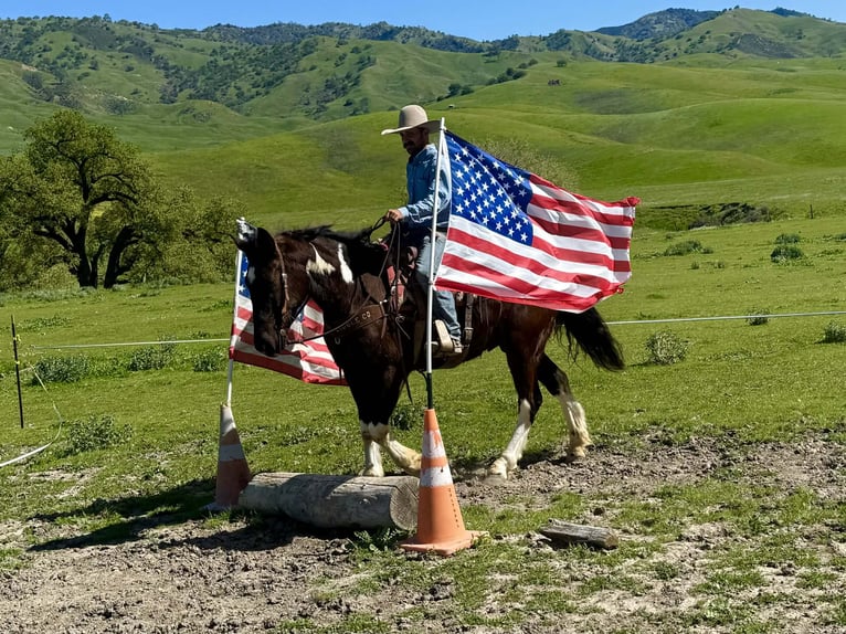 Draft Horse Gelding 5 years 16 hh Black in Tres Pinos