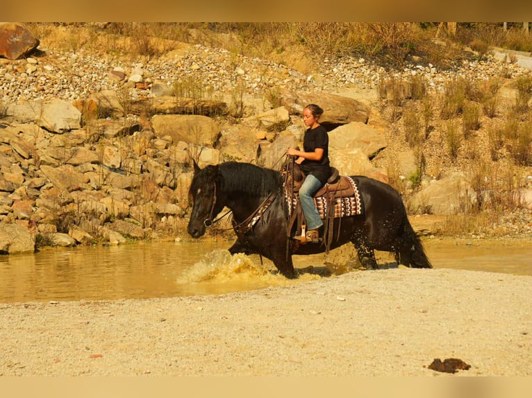 Draft Horse Mix Gelding 5 years 16 hh Black in Fresno
