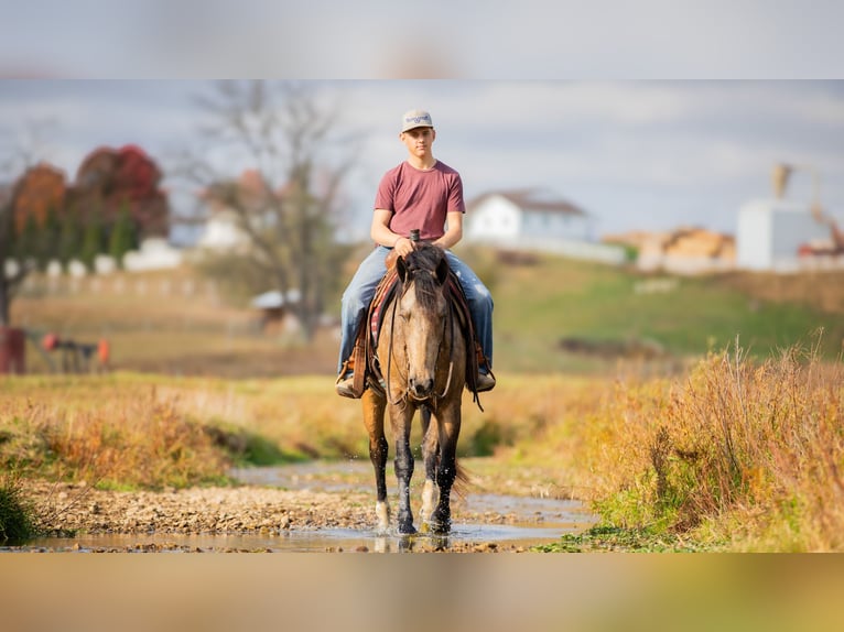 Draft Horse Mix Gelding 5 years 16 hh Buckskin in Fredericksburg, OH