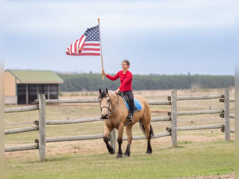 Draft Horse Mix Gelding 5 years 16 hh Buckskin in Nevis