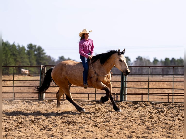 Draft Horse Mix Gelding 5 years 16 hh Buckskin in Nevis