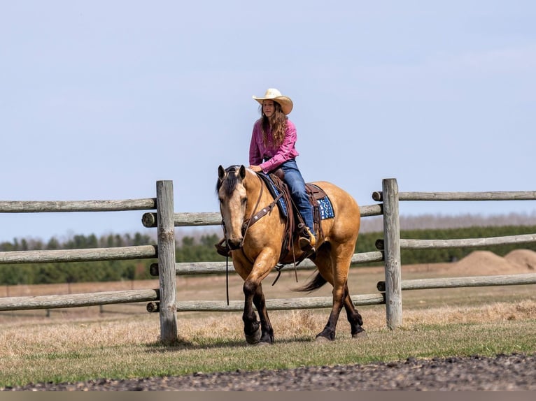 Draft Horse Mix Gelding 5 years 16 hh Buckskin in Nevis