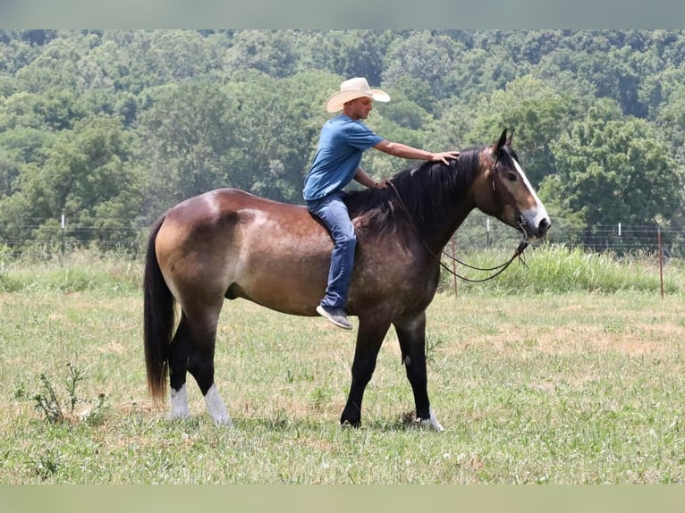 Draft Horse Mix Gelding 5 years 16 hh Buckskin in Mt Vernon, MO