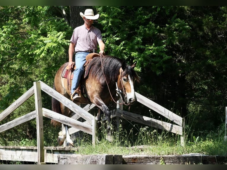 Draft Horse Mix Gelding 5 years 16 hh Buckskin in Mt Vernon, MO