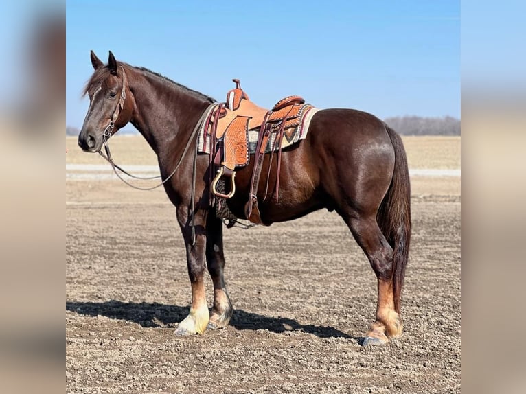 Draft Horse Mix Gelding 5 years 16 hh Chestnut in Zearing, IA