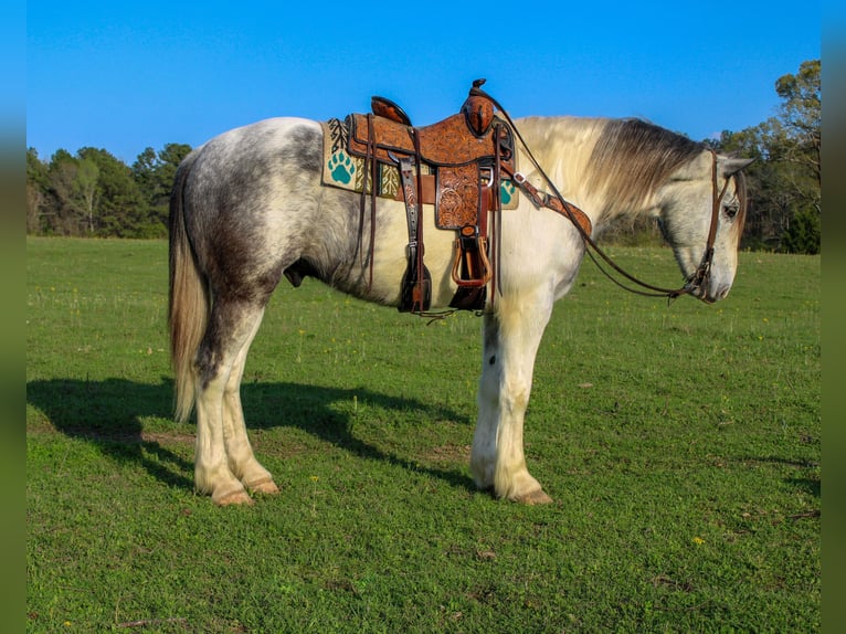 Draft Horse Mix Gelding 5 years 16 hh Gray in Rusk