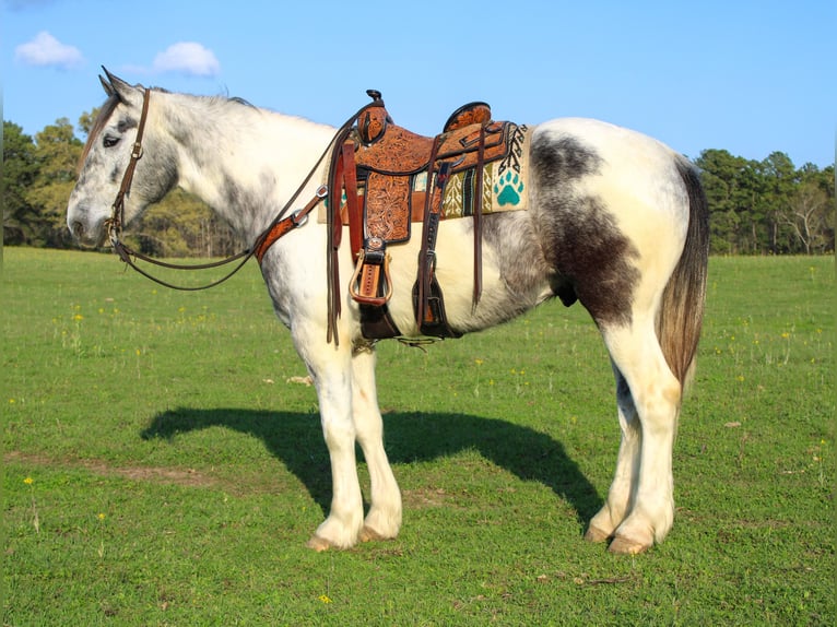 Draft Horse Mix Gelding 5 years 16 hh Gray in Rusk