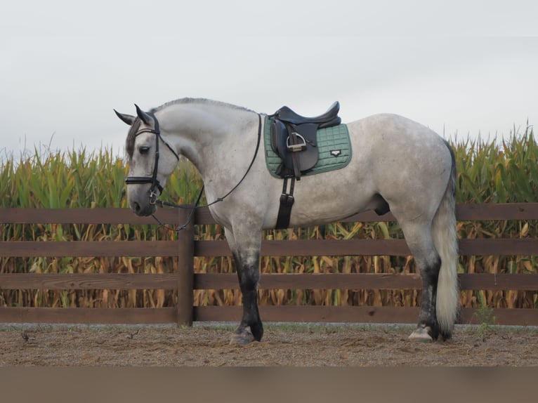 Draft Horse Mix Gelding 5 years 16 hh Grey in Sugarcreek