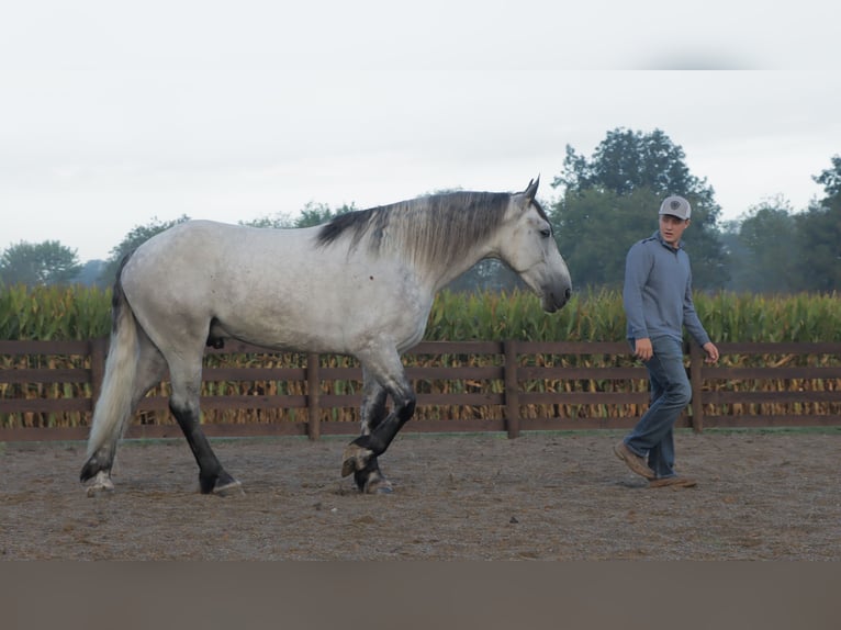 Draft Horse Mix Gelding 5 years 16 hh Grey in Sugarcreek