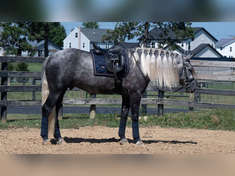 Draft Horse Mix Gelding 5 years 16 hh Grey in Fredericksburg