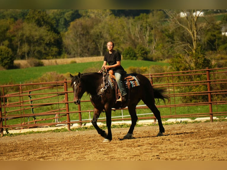 Draft Horse Mix Gelding 5 years 16 hh Roan-Bay in Fresno