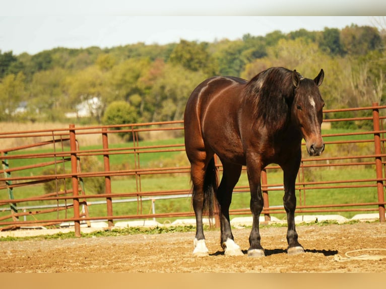 Draft Horse Mix Gelding 5 years 16 hh Roan-Bay in Fresno
