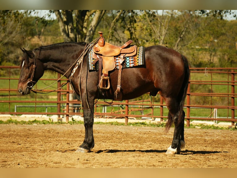 Draft Horse Mix Gelding 5 years 16 hh Roan-Bay in Fresno