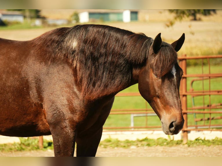Draft Horse Mix Gelding 5 years 16 hh Roan-Bay in Fresno