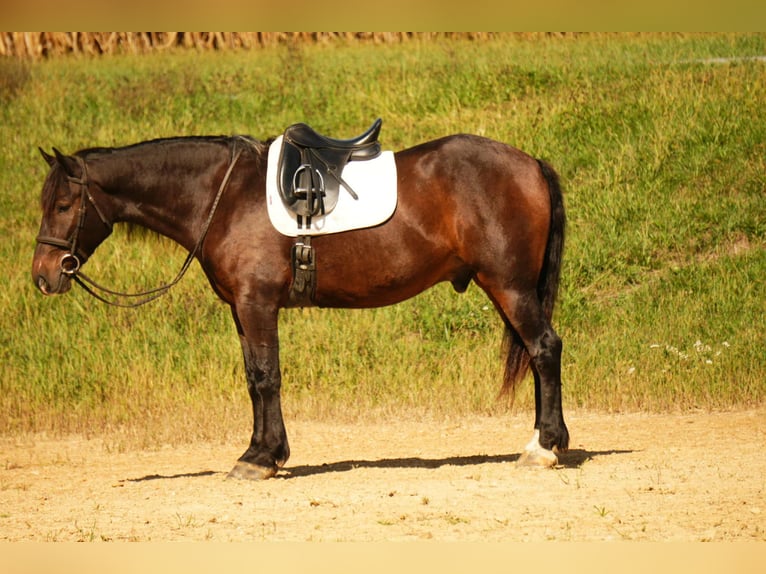 Draft Horse Mix Gelding 5 years 16 hh Roan-Bay in Fresno