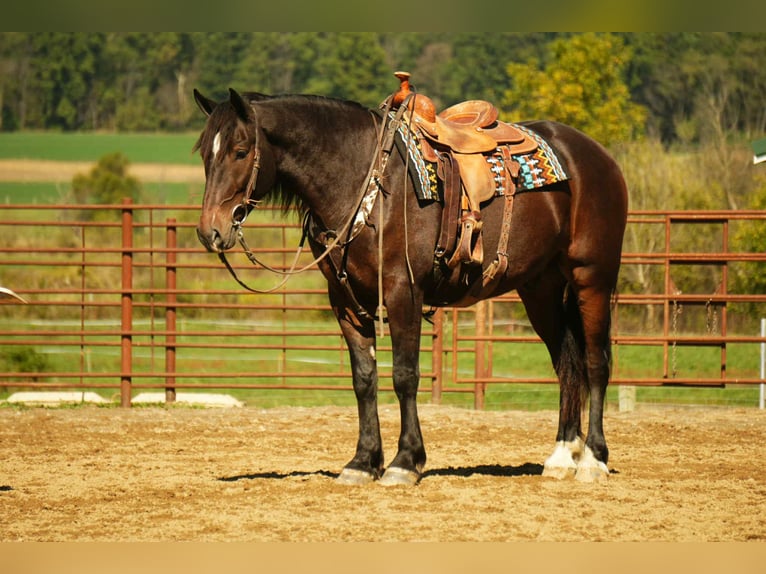 Draft Horse Mix Gelding 5 years 16 hh Roan-Bay in Fresno