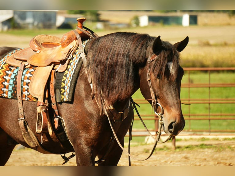 Draft Horse Mix Gelding 5 years 16 hh Roan-Bay in Fresno