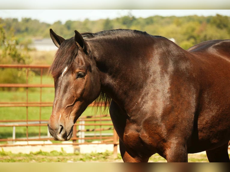 Draft Horse Mix Gelding 5 years 16 hh Roan-Bay in Fresno