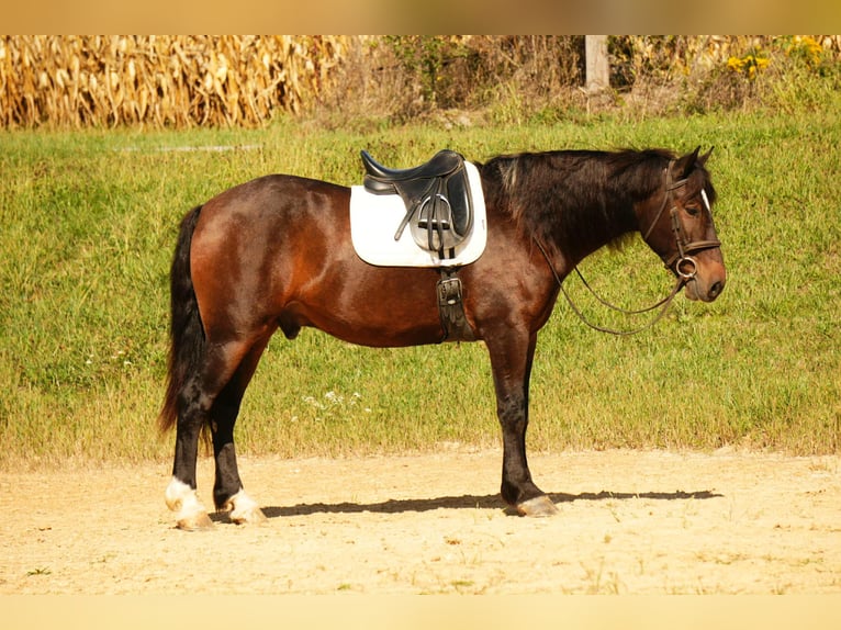 Draft Horse Mix Gelding 5 years 16 hh Roan-Bay in Fresno