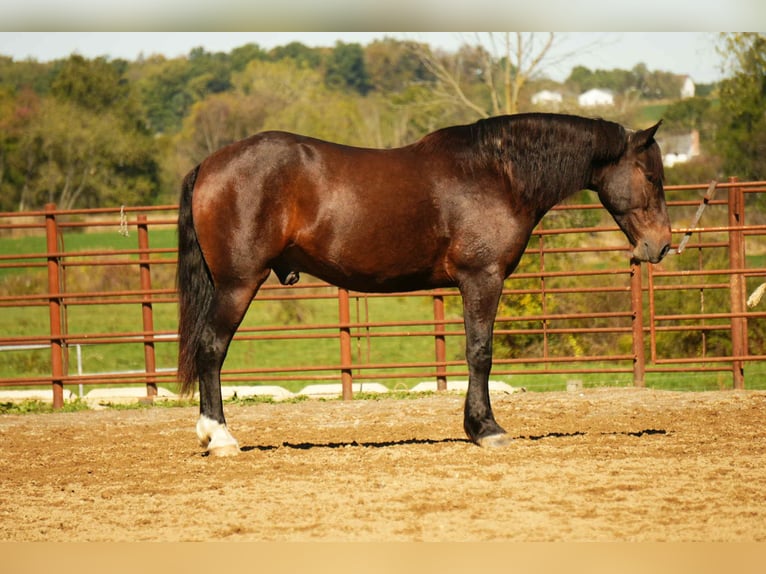 Draft Horse Mix Gelding 5 years 16 hh Roan-Bay in Fresno