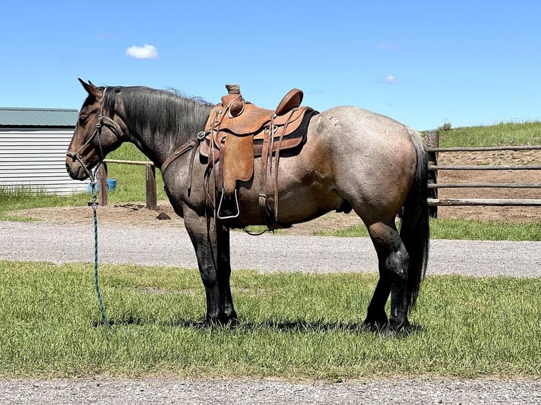 Draft Horse Mix Gelding 5 years 16 hh Roan-Bay in St. Anthony, ID