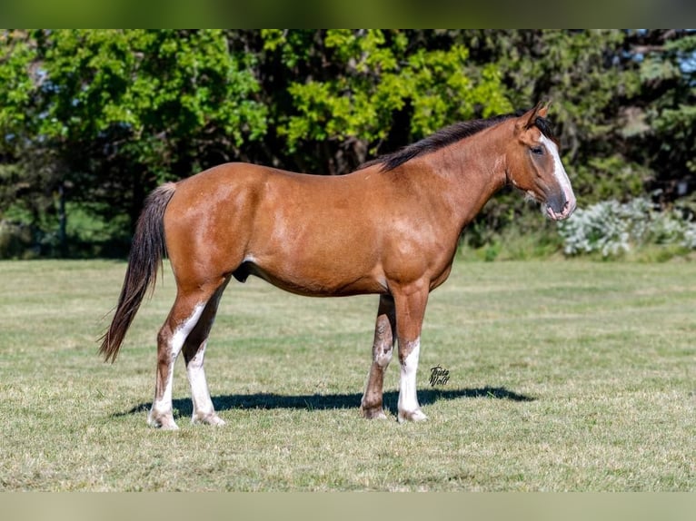 Draft Horse Gelding 5 years 16 hh Roan-Bay in Van Horne IA
