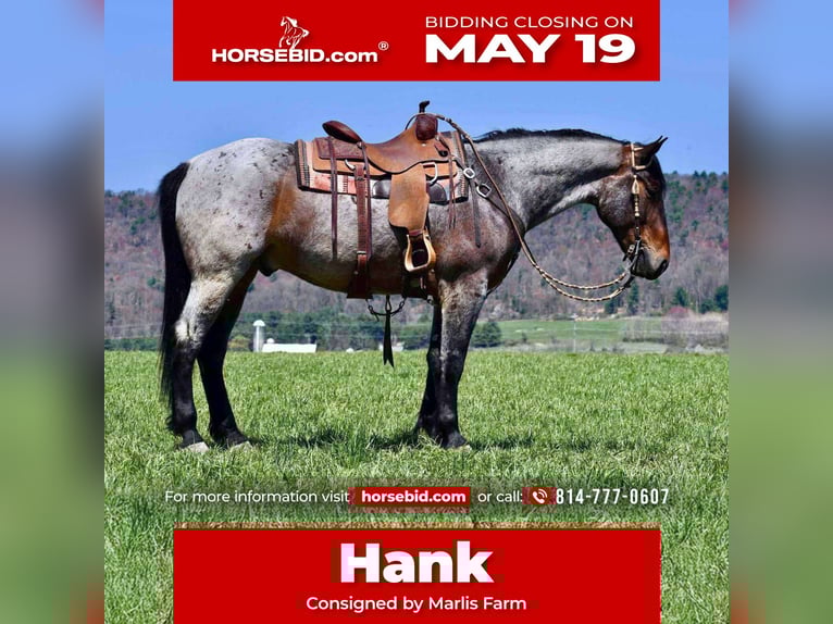 Draft Horse Mix Gelding 5 years 16 hh Roan-Bay in Rebersburg, PA
