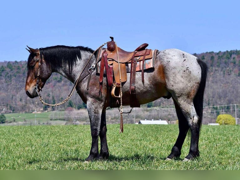 Draft Horse Mix Gelding 5 years 16 hh Roan-Bay in Rebersburg, PA