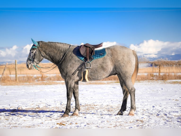 Draft Horse Mix Gelding 5 years 16 hh Roan-Blue in Saint Anthony