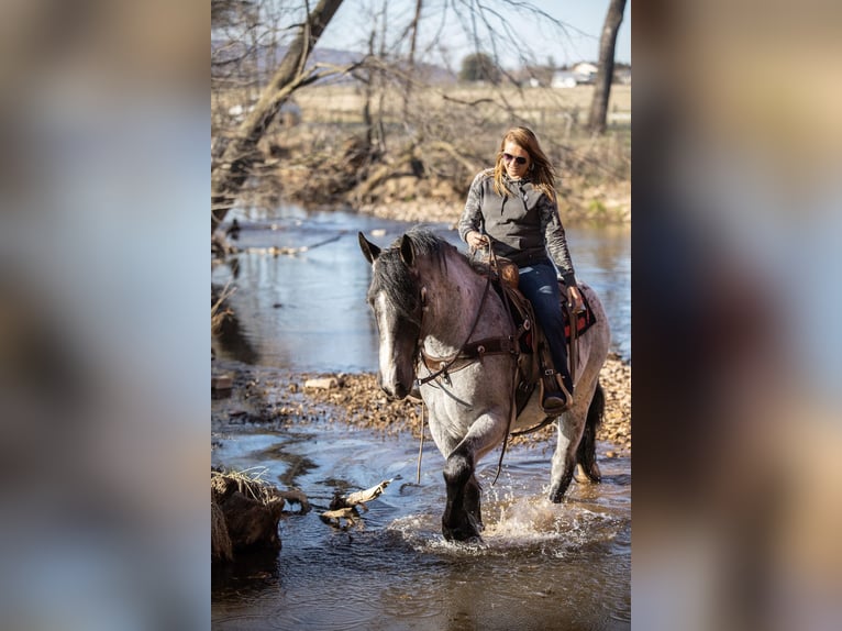 Draft Horse Gelding 5 years 16 hh Roan-Blue in THurmont MD