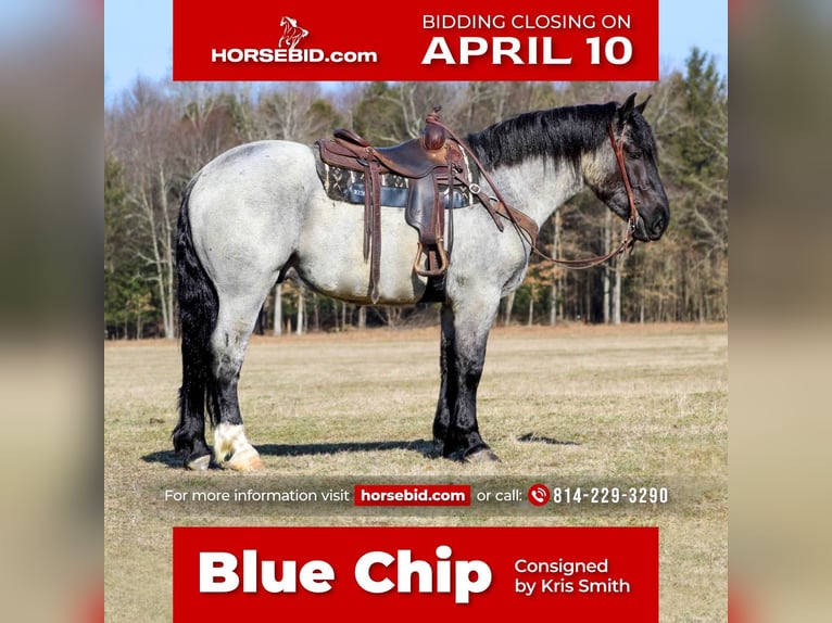 Draft Horse Mix Gelding 5 years 16 hh Roan-Blue in Cook Forest, PA