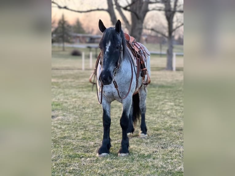 Draft Horse Mix Gelding 5 years 16 hh Roan-Blue in Zearing, IA