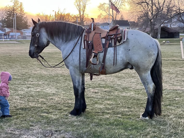 Draft Horse Mix Gelding 5 years 16 hh Roan-Blue in Zearing, IA
