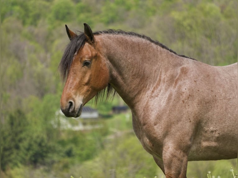 Draft Horse Mix Gelding 5 years 16 hh Roan-Red in Fresno