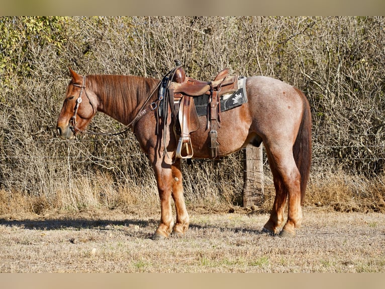 Draft Horse Mix Gelding 5 years 16 hh Roan-Red in Stickney, SD