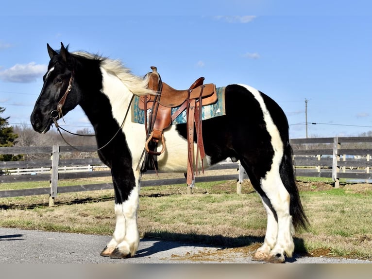 Draft Horse Mix Gelding 5 years 16 hh in Crab Orchard, KY