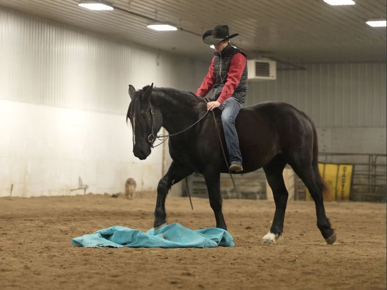 Draft Horse Mix Gelding 5 years 16,1 hh Black in Nevis