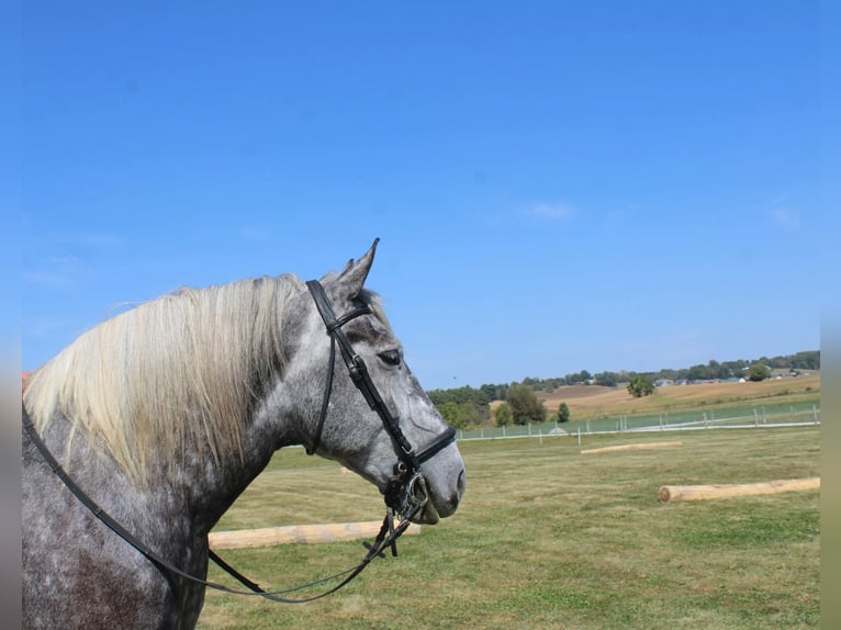 Draft Horse Mix Gelding 5 years 16,1 hh Grey in Millersburg
