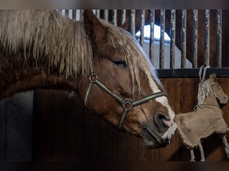 Draft Horse Gelding 5 years 16,1 hh  in Helsinki