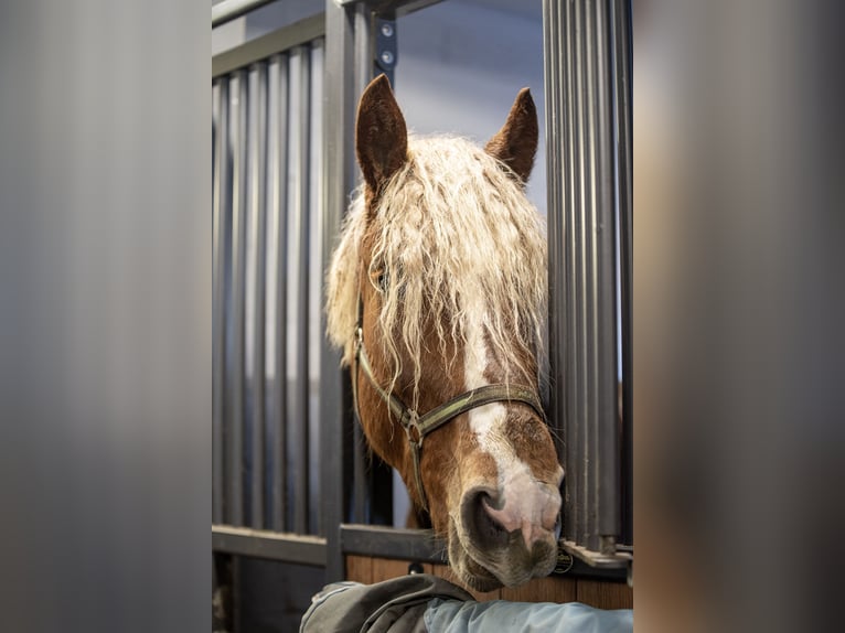 Draft Horse Gelding 5 years 16,1 hh  in Helsinki