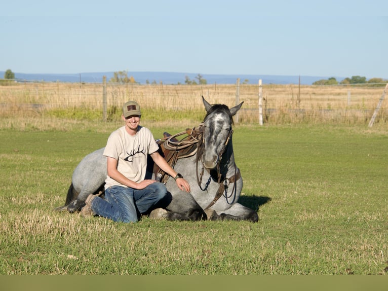 Draft Horse Mix Gelding 5 years 16,1 hh Roan-Blue in Saint Anthony