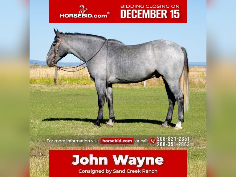 Draft Horse Mix Gelding 5 years 16,1 hh Roan-Blue in Saint Anthony